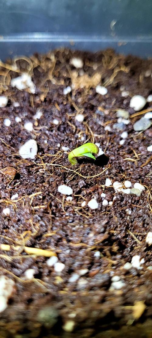 Mephisto Guava Fig. Week 0