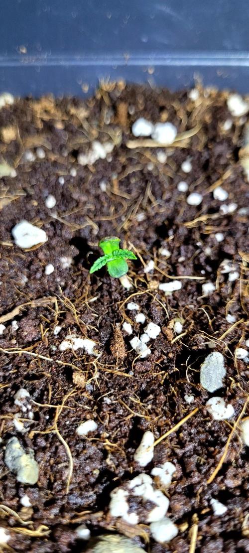 Mephisto Guava Fig. Week 0