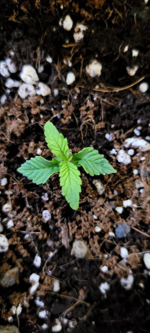 Mephisto Guava Fig. Week 1 - 24.9.
