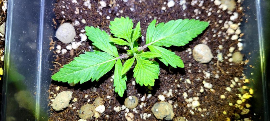 Mephisto Guava Fig. Week 2