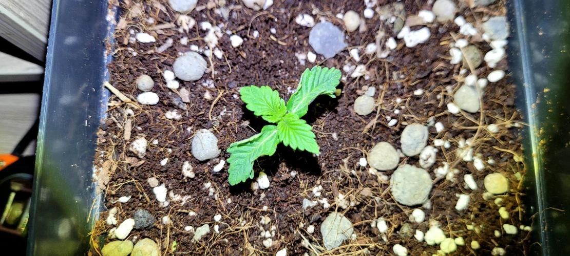 Mephisto Guava Fig. Week 2 - 2. Guava