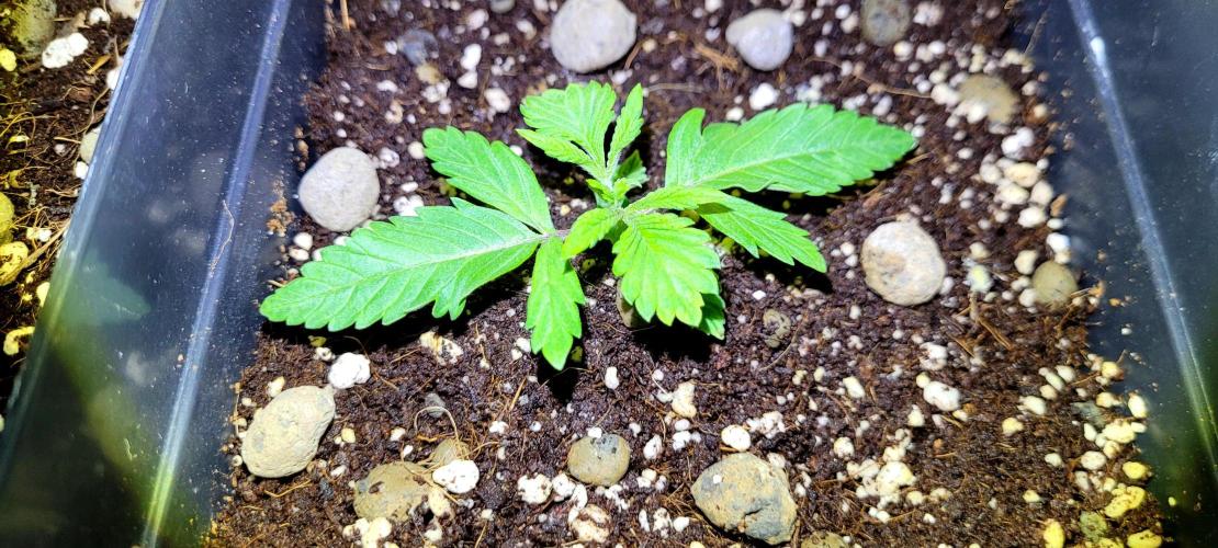 Mephisto Guava Fig. Week 2 - 1. Guava