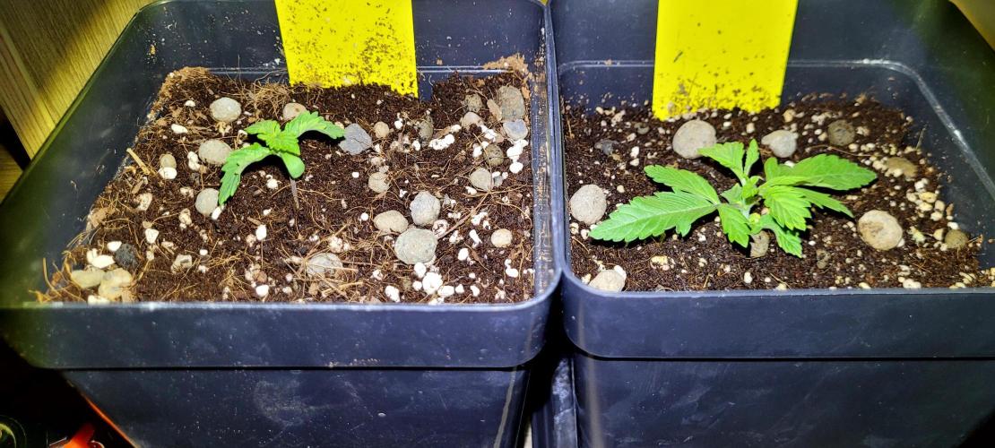 Mephisto Guava Fig. Week 2