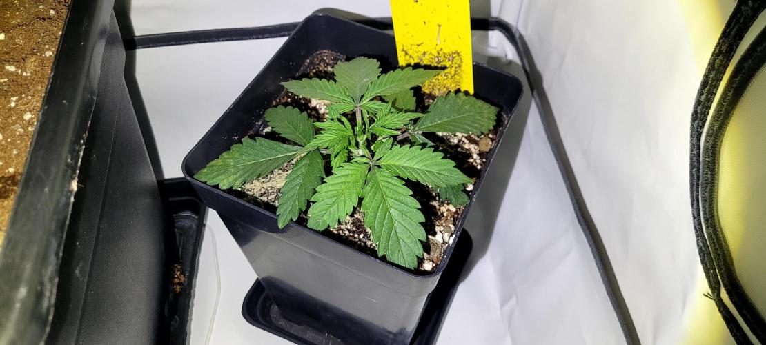 Mephisto Guava Fig. Week 3 - 2. Guava