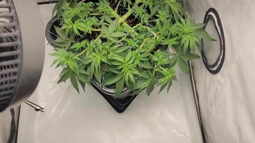 2 Round Super Skunk Automatic