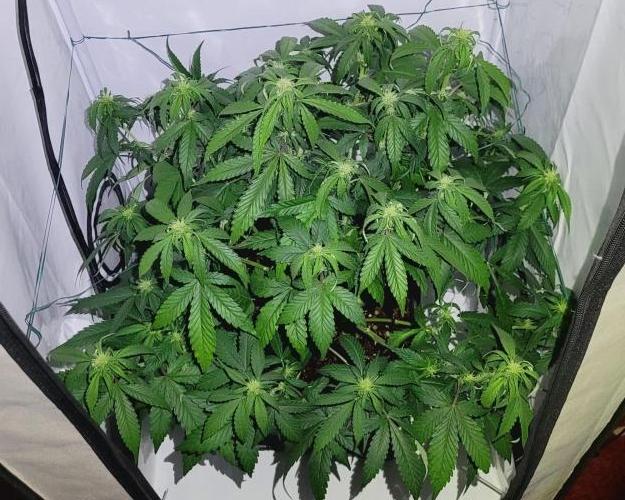 Mephisto Apollo Haze. Week 7