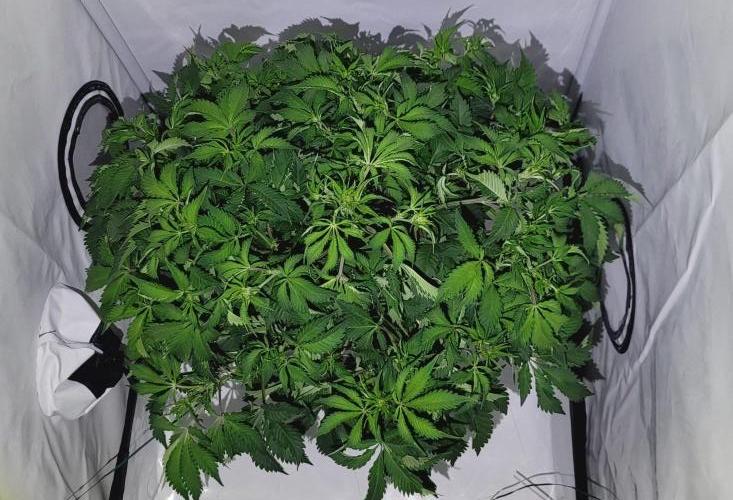 Mephisto Guava Fig. Week 6 - po roztažení