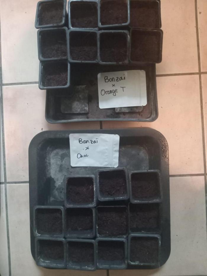 Blanco genetix Tester Run. Week 0