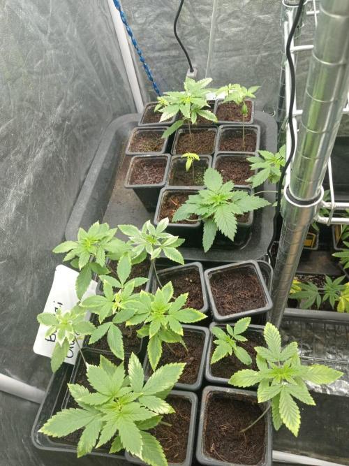 Blanco genetix Tester Run. Week 2