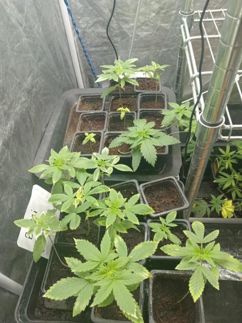 Blanco genetix Tester Run. Week 2