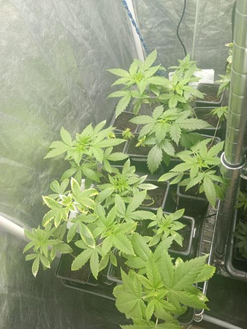 Blanco genetix Tester Run. Week 3