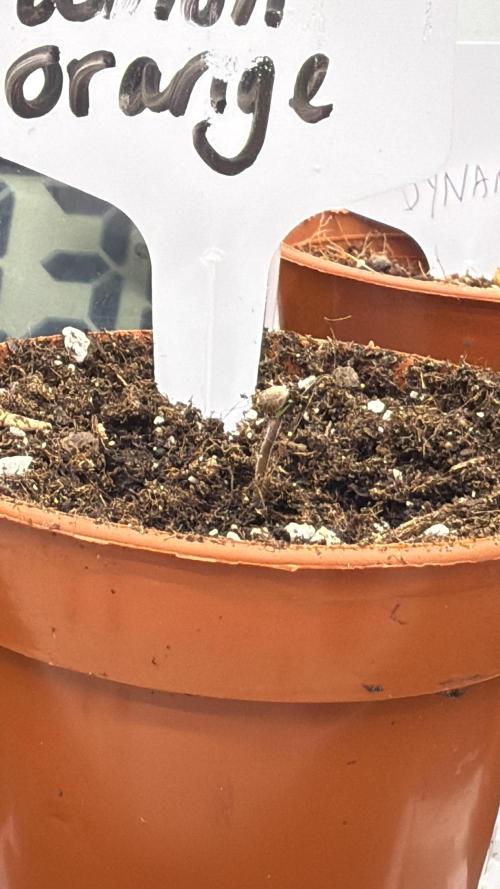 The 5x5 grow Pheno hunting for breeding. Week 0