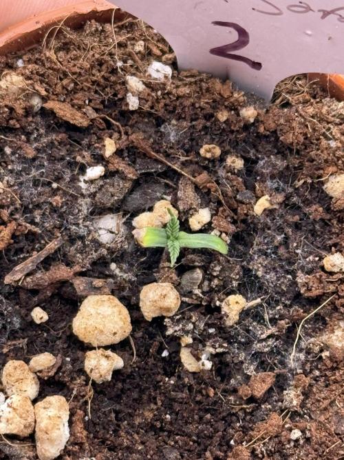 The 5x5 grow Pheno hunting for breeding. Week 0 - Kings Juice 2

Weak and no growth 