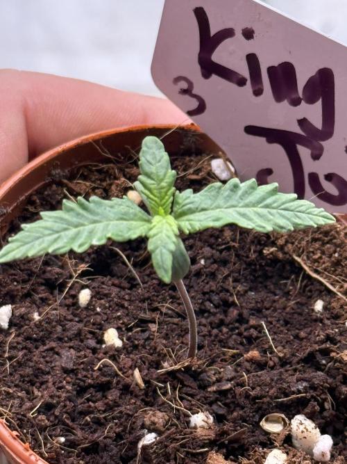 The 5x5 grow Pheno hunting for breeding. Week 0 - Kings Juice 3

