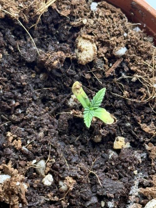 The 5x5 grow Pheno hunting for breeding. Week 0 - Kings juice 1

Weak and no growth 