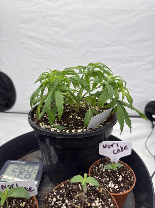 The 5x5 grow Pheno hunting for breeding. Week 0 - The nori cake I germinated around 10 days later