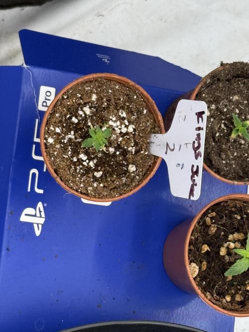 The 5x5 grow Pheno hunting for breeding. Week 1 - You can really see the growth stunt here