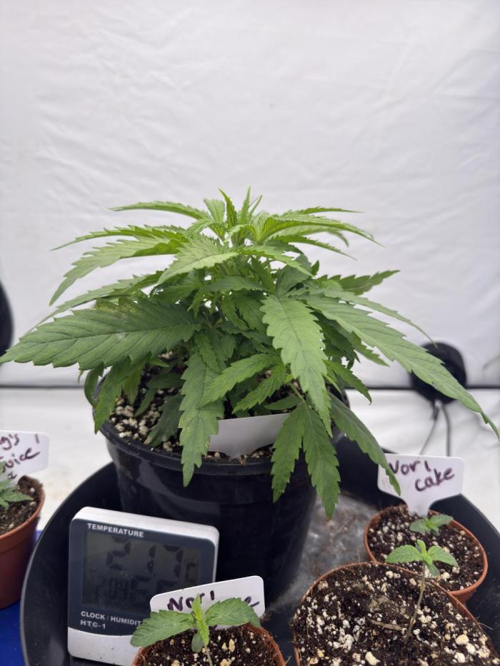 The 5x5 grow Pheno hunting for breeding. Week 3