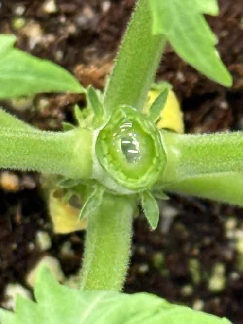 The 5x5 grow Pheno hunting for breeding. Week 4