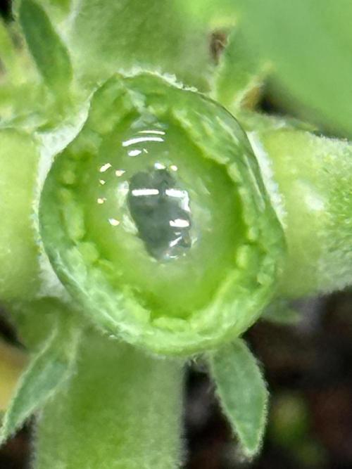 The 5x5 grow Pheno hunting for breeding. Week 4