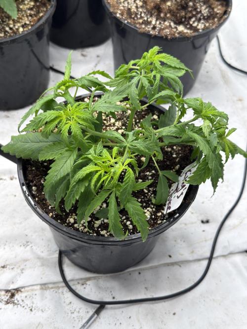 The 5x5 grow Pheno hunting for breeding. Week 4