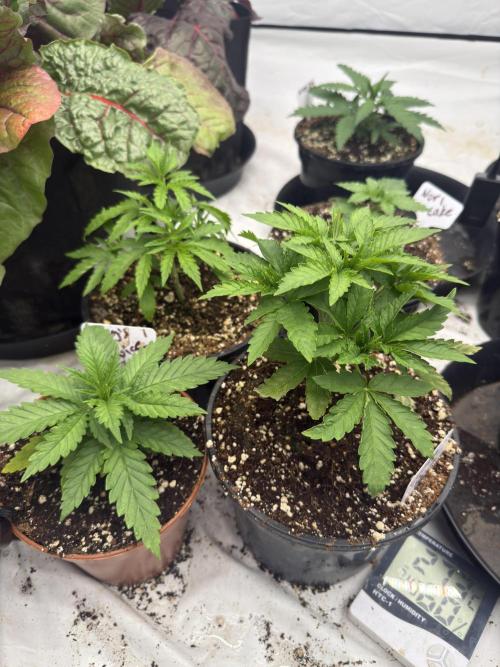 The 5x5 grow Pheno hunting for breeding. Week 5