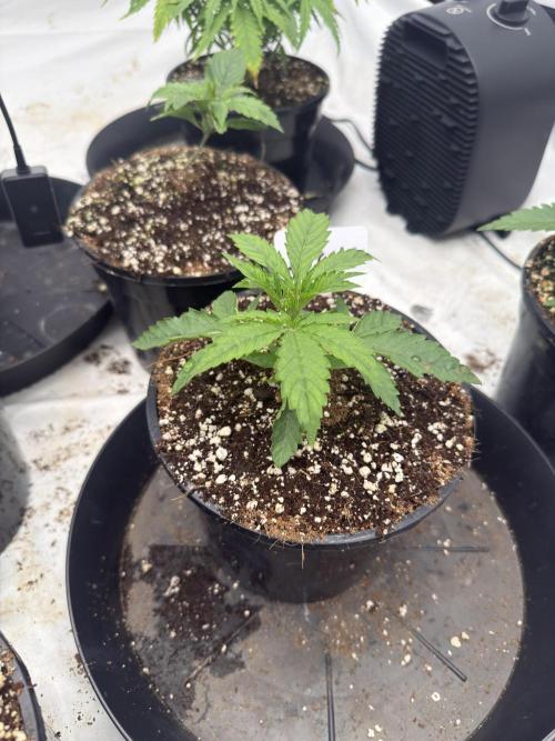 The 5x5 grow Pheno hunting for breeding. Week 5