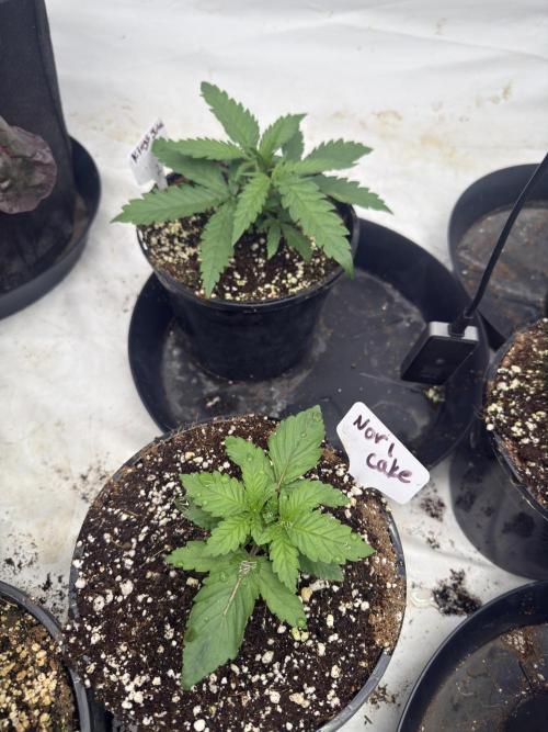 The 5x5 grow Pheno hunting for breeding. Week 5