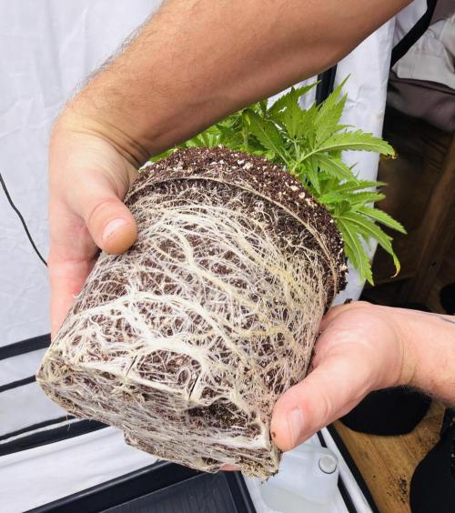 The 5x5 grow Pheno hunting for breeding. Week 5 - Kings Juice 3