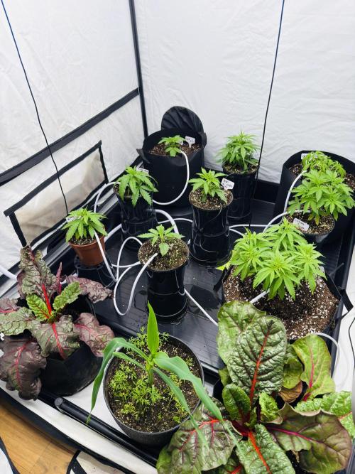 The 5x5 grow Pheno hunting for breeding. Week 5