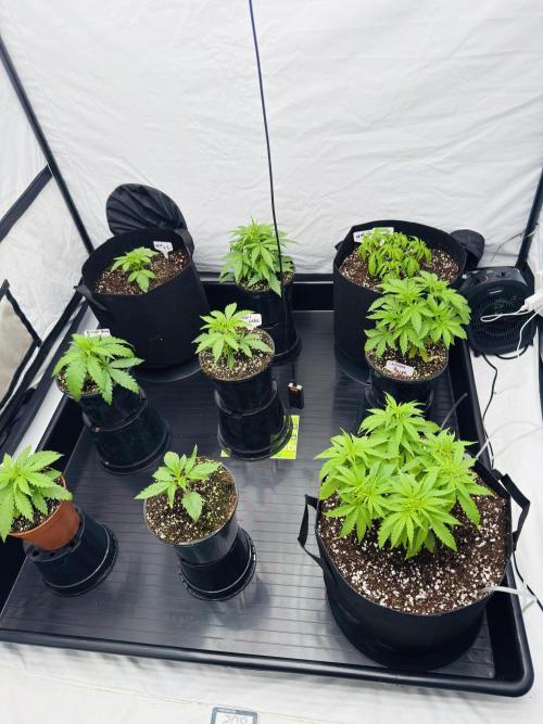 The 5x5 grow Pheno hunting for breeding. Week 5 - Multiple strains. 