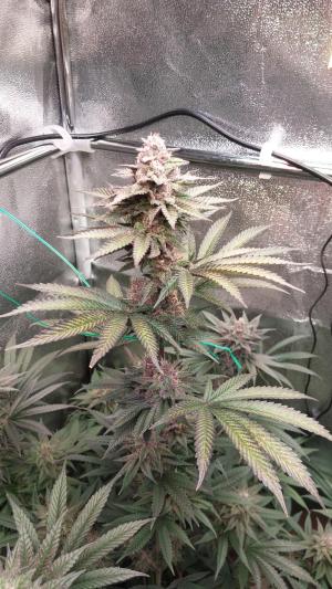 Comment by Wombud420 photo #1