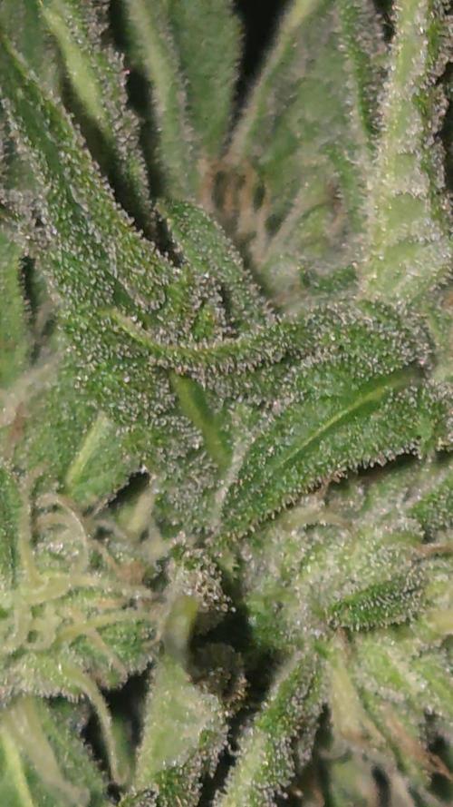 Green poison xl auto Primera cosecha. Week 9