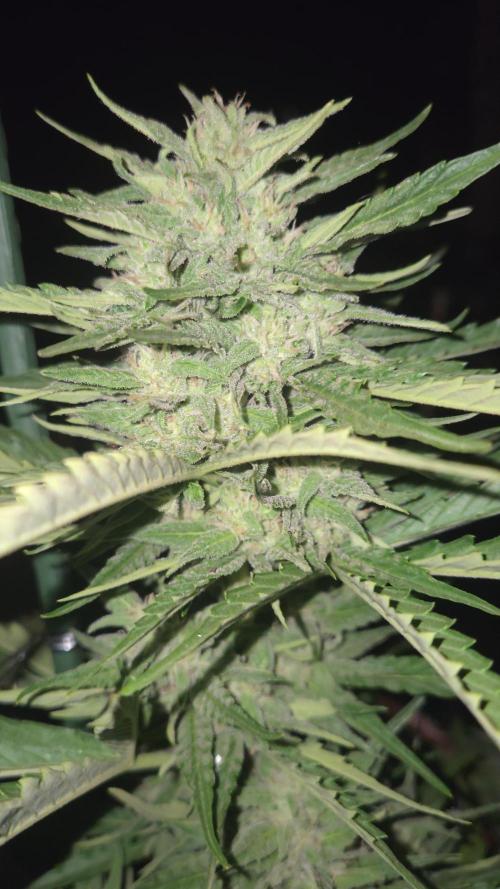Green poison xl auto Primera cosecha. Week 9