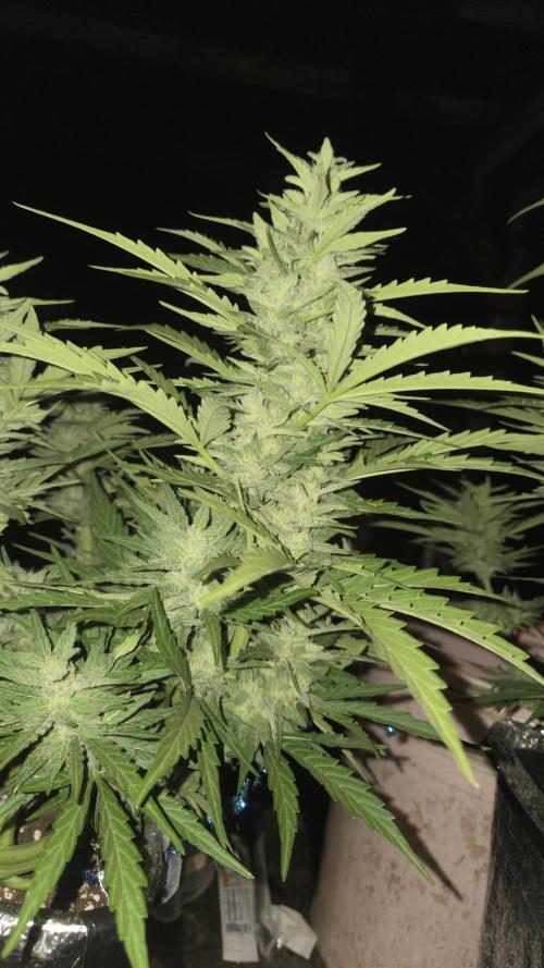 Green poison xl auto Primera cosecha. Week 9