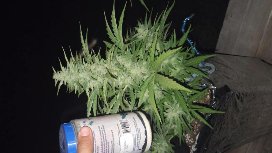 Green poison xl auto Primera cosecha. Week 9