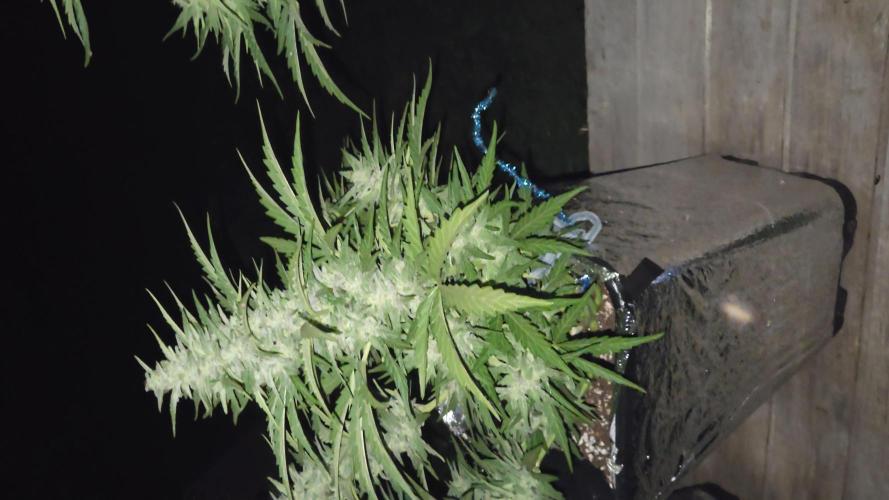 Green poison xl auto Primera cosecha. Week 9