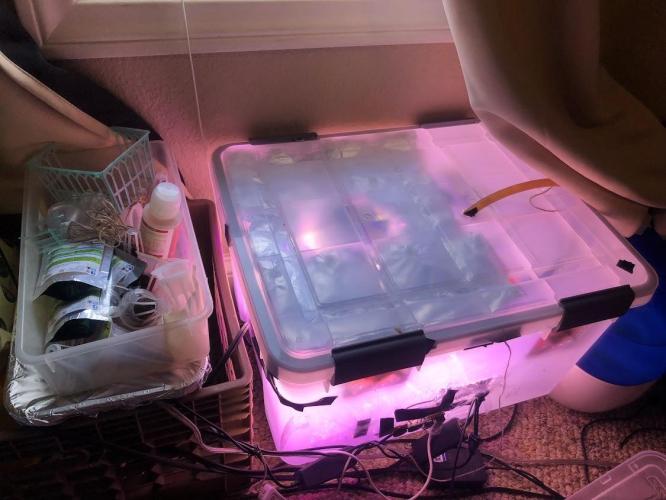 closet grow. Week 0 - my clone and seedling setup.