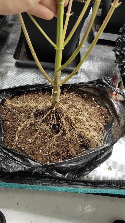 Ciclo1. Week 13