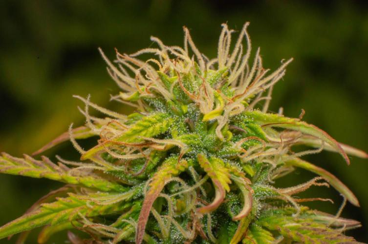 Ciclo2. Week 10