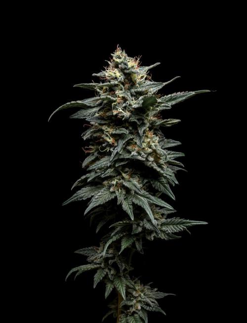 Ciclo3. Week 10