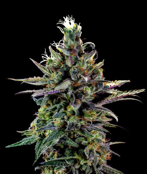 Ciclo3. Week 10