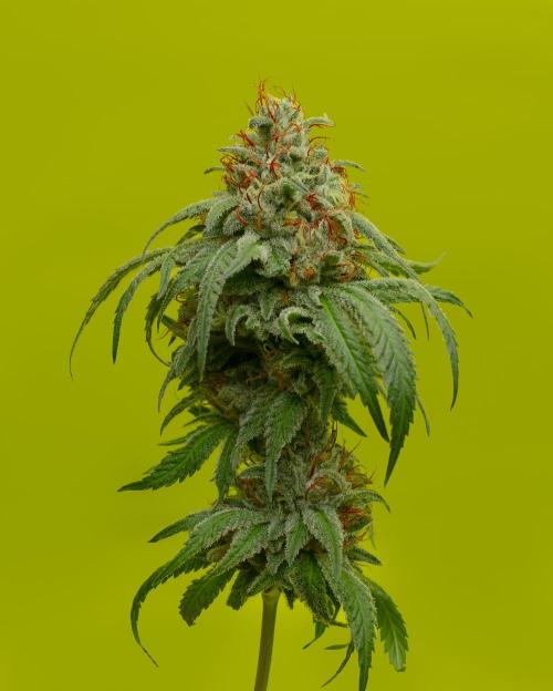 Ciclo3. Week 10