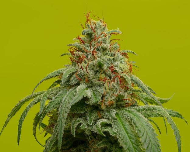 Ciclo3. Week 10
