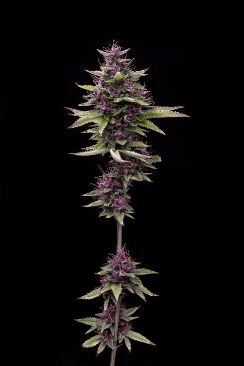 Ciclo4. Week 11