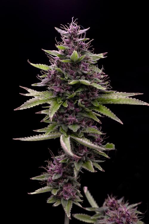Ciclo4. Week 11