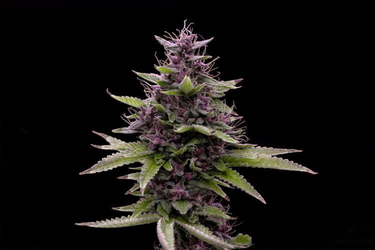 Ciclo4. Week 11