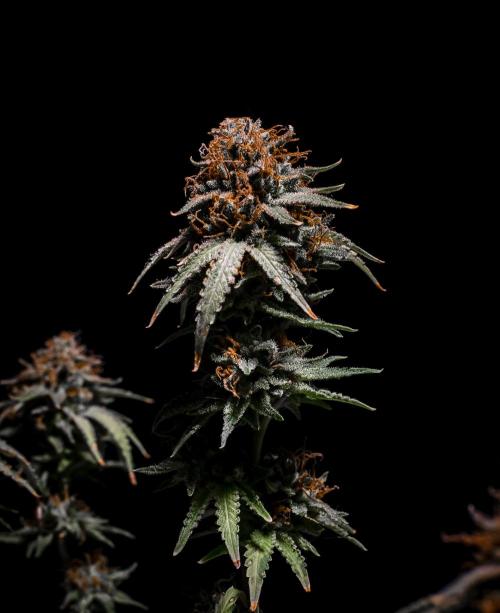 Ciclo4. Week 12