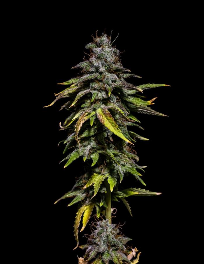 Ciclo4. Week 12