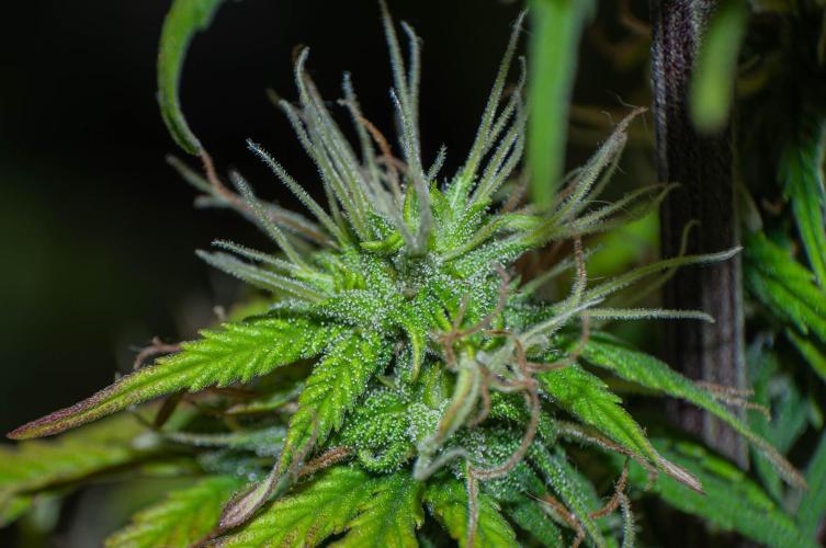 Ciclo5. Week 9